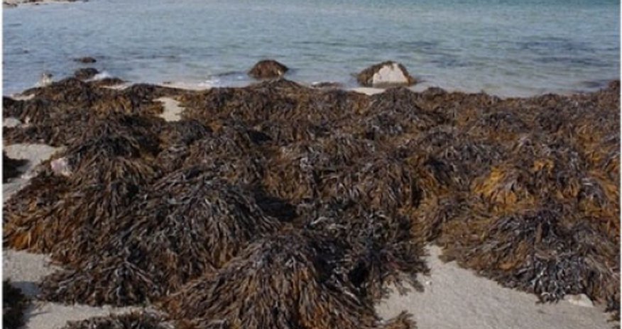 Seaweed 'may be key to weight loss' Seaweed 'may be key to weight loss'