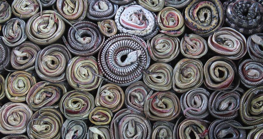 Stomach-churning images show the shocking truth about snake slaughterhouses - PHOTO Stomach-churning images show the shocking truth about snake slaughterhouses - PHOTO