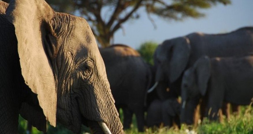 Elephants recognise human voices Elephants recognise human voices