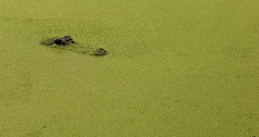 Camouflaged gator glides through carpet of algae - PHOTO Camouflaged gator glides through carpet of algae - PHOTO