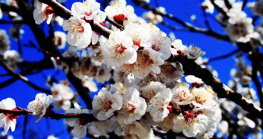Azerbaijan spring - PHOTO Azerbaijan spring - PHOTO