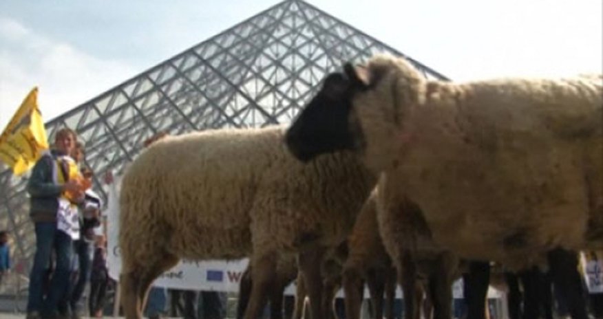 Sheep flock through Louvre museum - VIDEO Sheep flock through Louvre museum - VIDEO