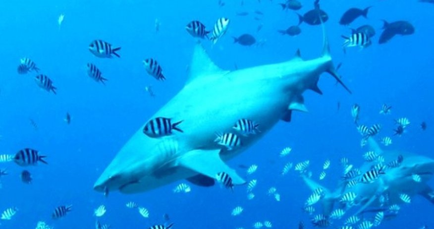 Can science stop sharks attacking humans? Can science stop sharks attacking humans?