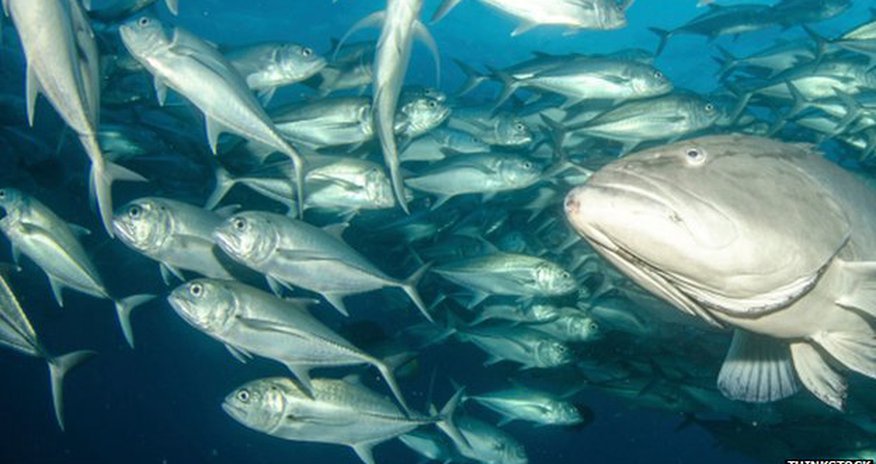 Hong Kong's fish farms in the sky - PHOTO Hong Kong's fish farms in the sky - PHOTO