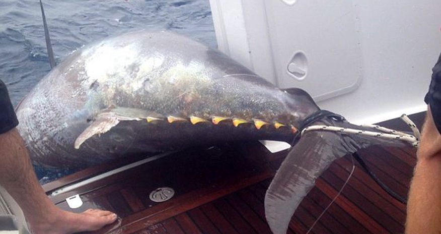 Fisherwoman catches world record 64 STONE tuna - PHOTO+VIDEO Fisherwoman catches world record 64 STONE tuna - PHOTO+VIDEO