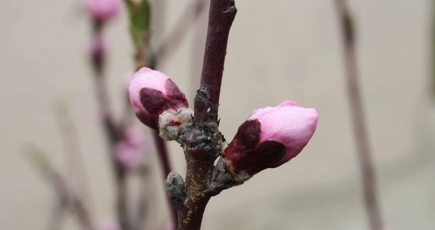 Beautiful views of flowering trees in Azerbaijan - PHOTO Beautiful views of flowering trees in Azerbaijan - PHOTO