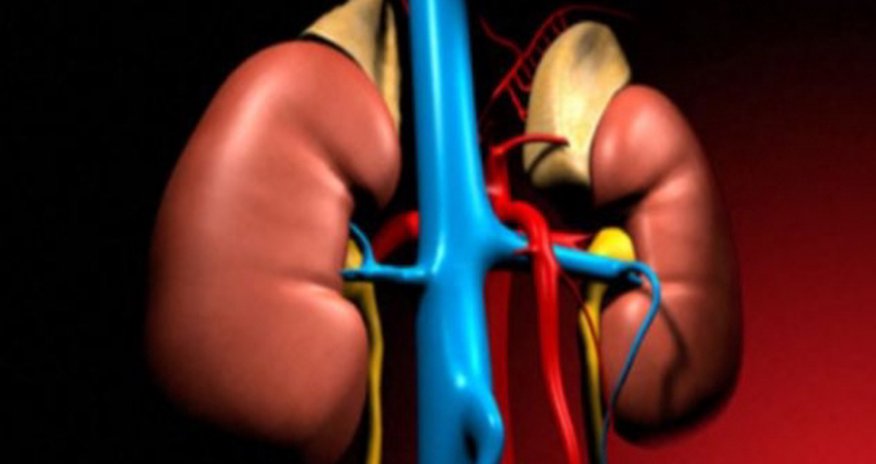Drinking wine is good for your kidneys Drinking wine is good for your kidneys