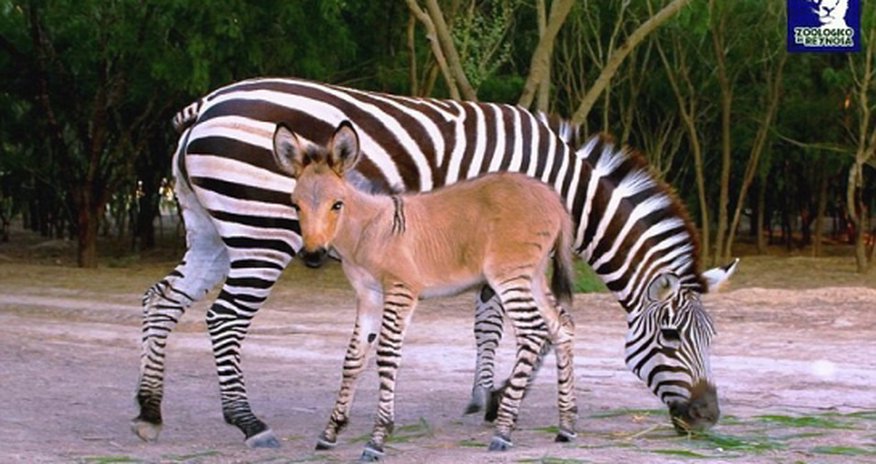 Rare cross-breed born in Mexico - VIDEO Rare cross-breed born in Mexico - VIDEO