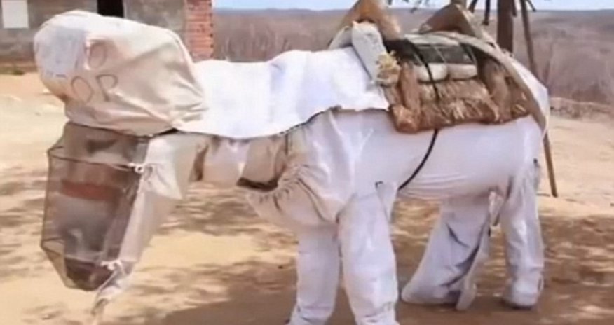 World's first beekeeping donkey has his own suit to protect him from stings - VIDEO World's first beekeeping donkey has his own suit to protect him from stings - VIDEO