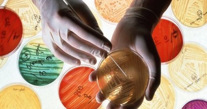 Antibiotic resistance now 'global threat', WHO warns Antibiotic resistance now 'global threat', WHO warns
