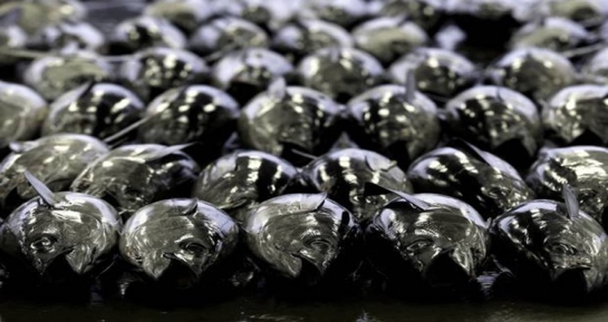 Radioactive tuna fish from the 2011 Fukushima Radioactive tuna fish from the 2011 Fukushima