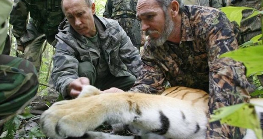 Putinin pələngi Çində səs-küy yaratdı Putinin pələngi Çində səs-küy yaratdı