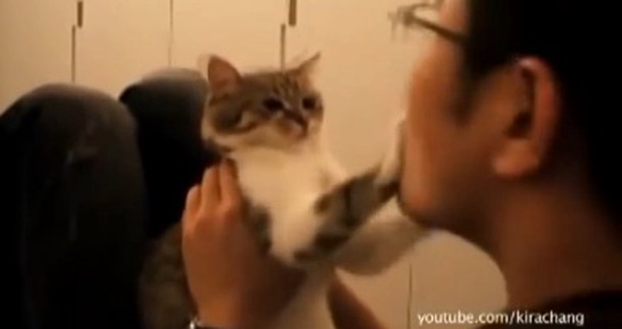 Животные, которые не любят поцелуи - ВИДЕО Животные, которые не любят поцелуи - ВИДЕО