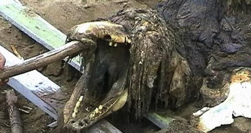 Creature from the deep - PHOTO Creature from the deep - PHOTO