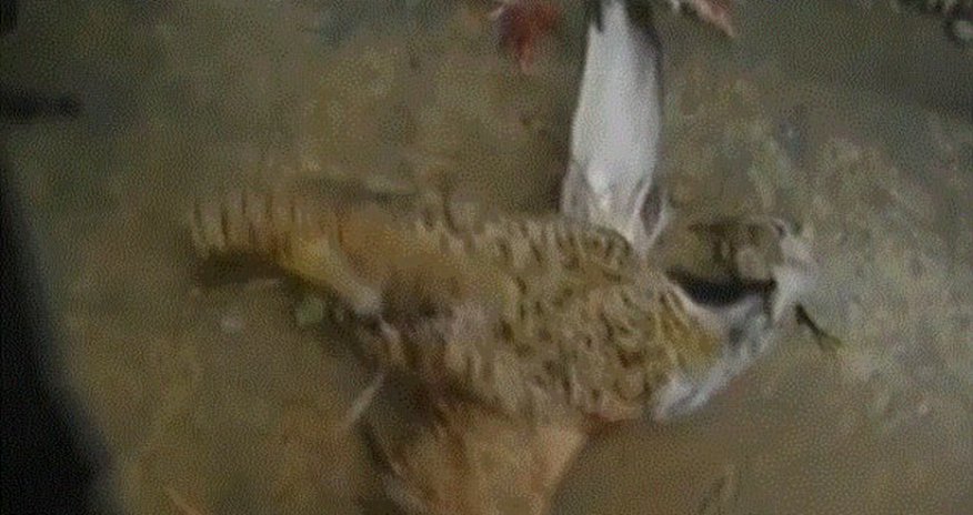 A different kind of bird strike - VIDEO A different kind of bird strike - VIDEO