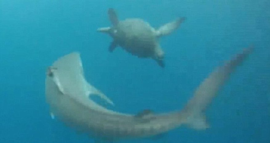 Turtle runs rings round baffled tiger shark