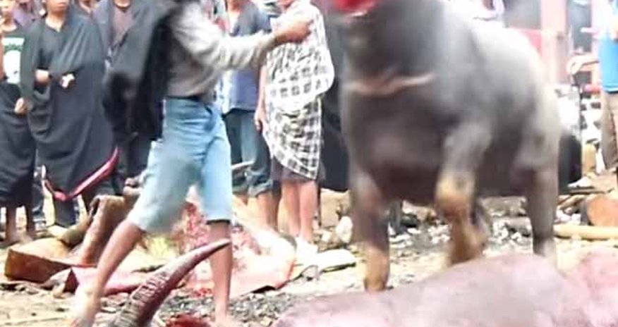 Tana Torajah Funeral Ceremony Water Buffalo Sacrifice