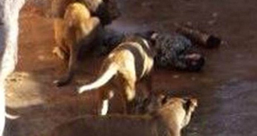 Neo-Nazi police chief was mauled by lion Neo-Nazi police chief was mauled by lion