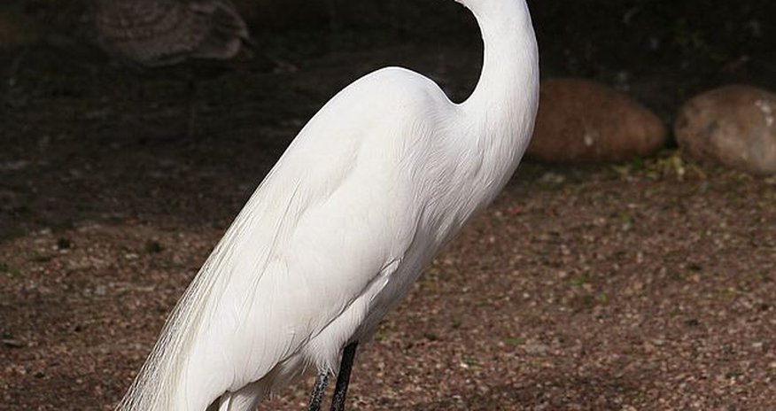 Bakı Zooparkına nadir quş gətirilib - Fotolar Bakı Zooparkına nadir quş gətirilib - Fotolar