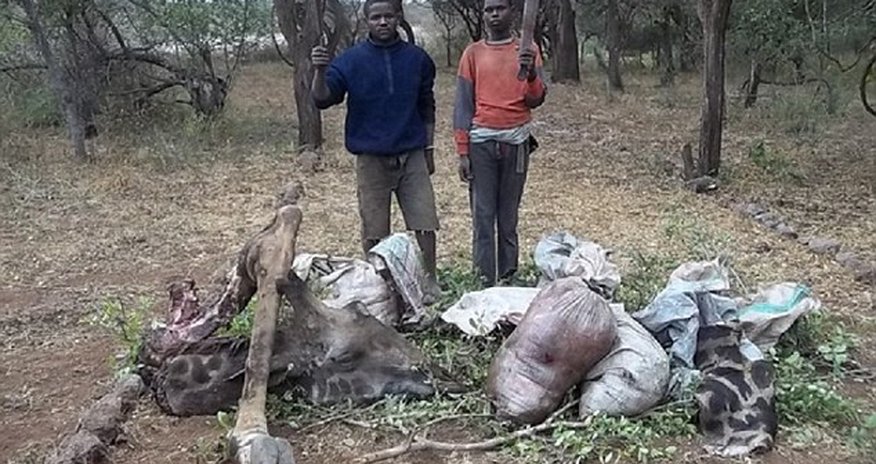 Giraffes suffocated in wire traps Giraffes suffocated in wire traps