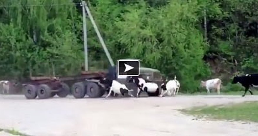 Ruthless Truck Driver Brutally Hitting and Killing Innocent Cattle Ruthless Truck Driver Brutally Hitting and Killing Innocent Cattle