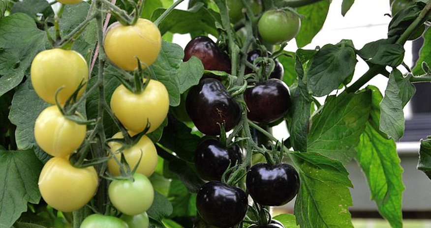 World's first tomato plant that grows fruits of either colour is created World's first tomato plant that grows fruits of either colour is created