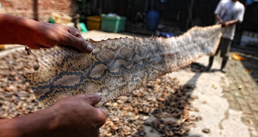 Inside the slaughterhouse where hundreds of snakes are killed to make luxury goods Inside the slaughterhouse where hundreds of snakes are killed to make luxury goods