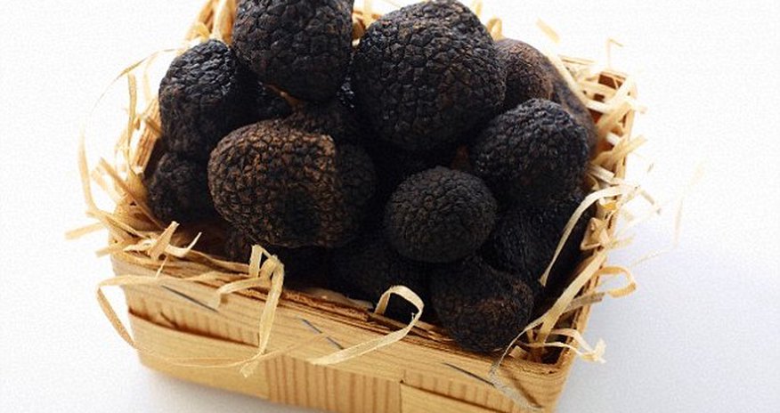 Black truffles are similar to CANNABIS