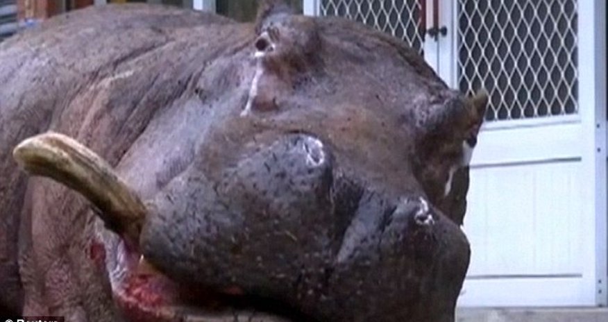 Hippo left stranded for hours after jumping from a moving truck in Taiwan Hippo left stranded for hours after jumping from a moving truck in Taiwan