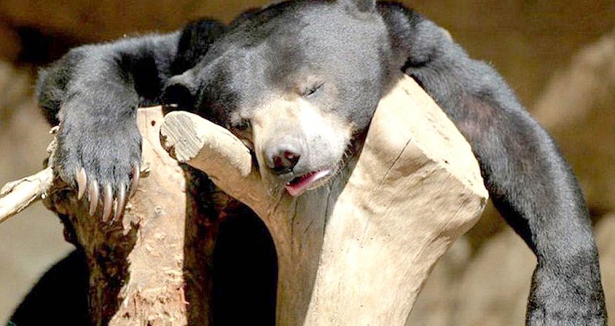 These party animals know EXACTLY how you feel These party animals know EXACTLY how you feel