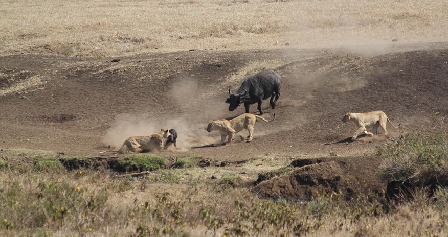 Buffalo takes on THREE hungry lions to rescue young calf Buffalo takes on THREE hungry lions to rescue young calf
