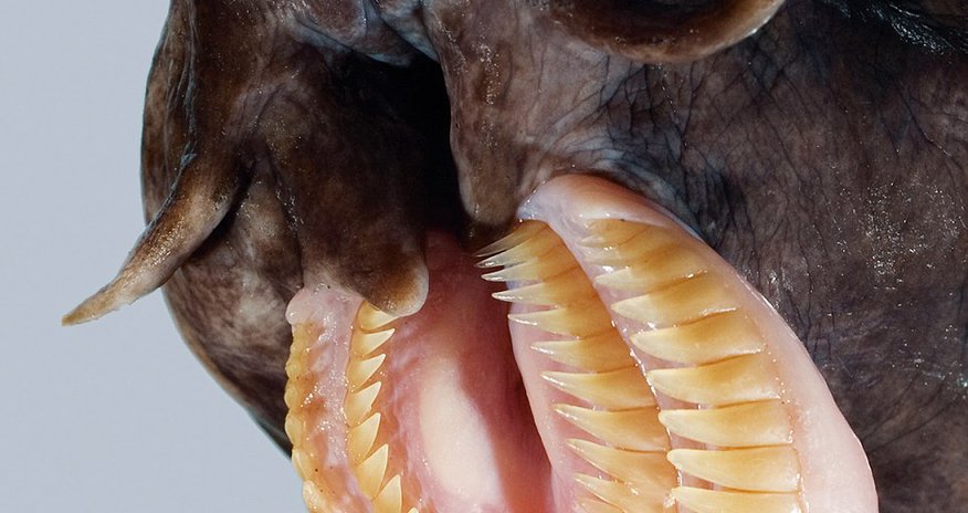 Meet the world's ugliest endangered animals Meet the world's ugliest endangered animals