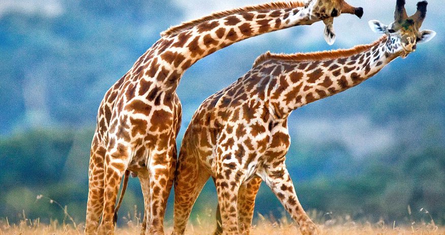 Giraffes in love neck too Giraffes in love neck too