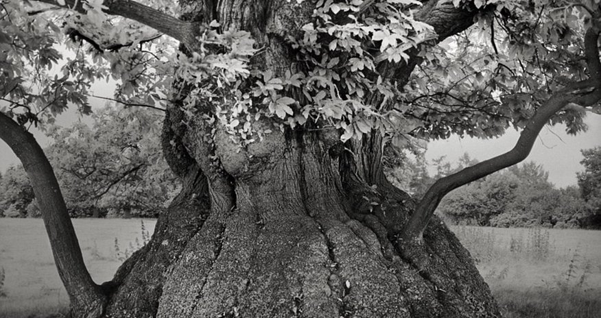 Earth's largest living monuments Earth's largest living monuments