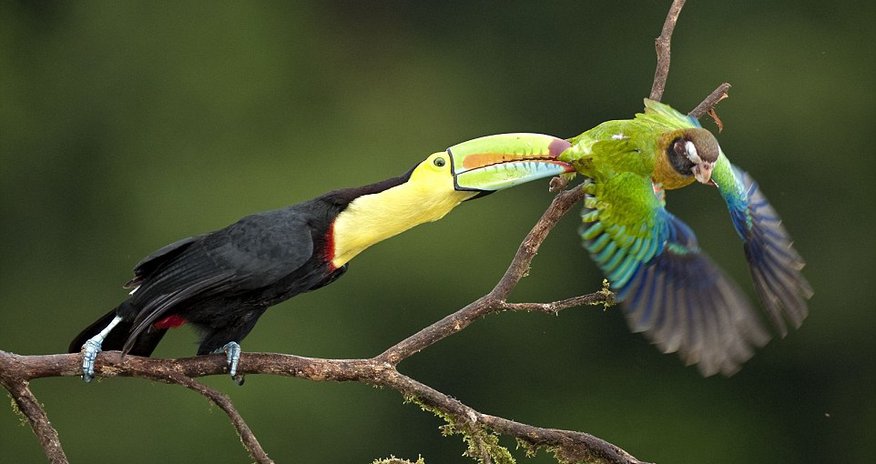 Globetrotting photographer captures perfect wildlife action shots Globetrotting photographer captures perfect wildlife action shots