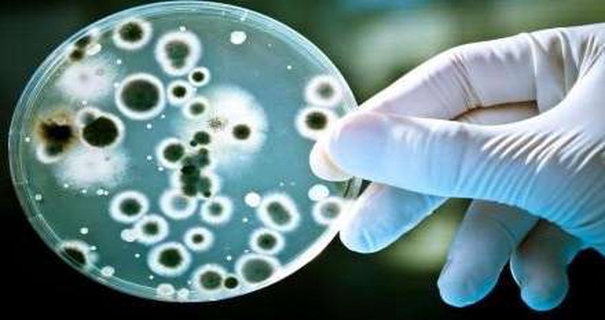 ABŞ alimlərindən antibiotik inqilabı ABŞ alimlərindən antibiotik inqilabı