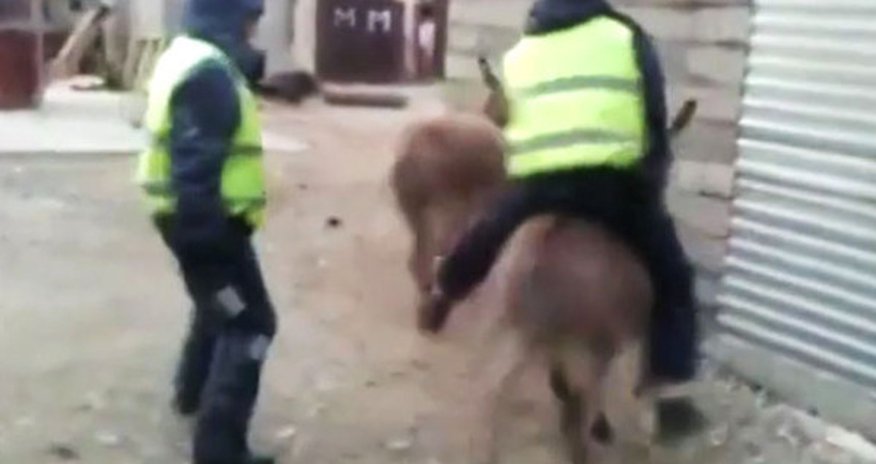 Полицейских проверяют за катание на ослике Полицейских проверяют за катание на ослике