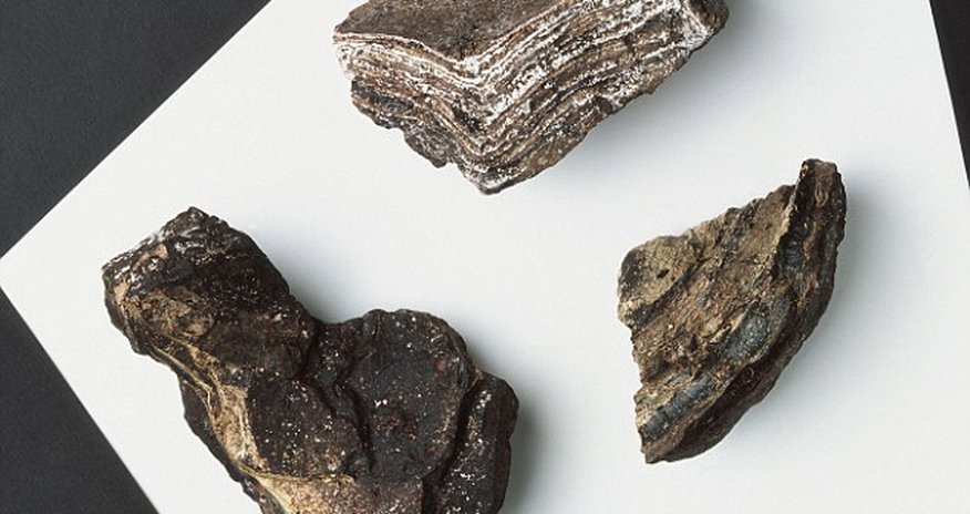Whale vomit is an APHRODISIAC Whale vomit is an APHRODISIAC