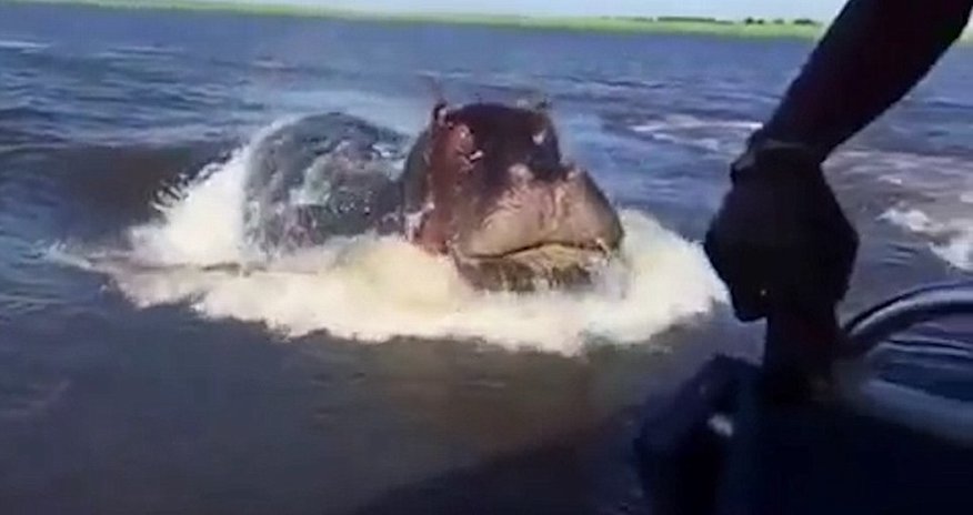 Now that's a hungry Hippo! Now that's a hungry Hippo!