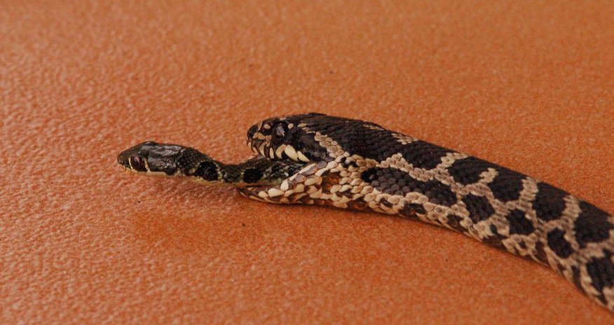 Freshly Eaten Snake Makes Amazing Escape Freshly Eaten Snake Makes Amazing Escape