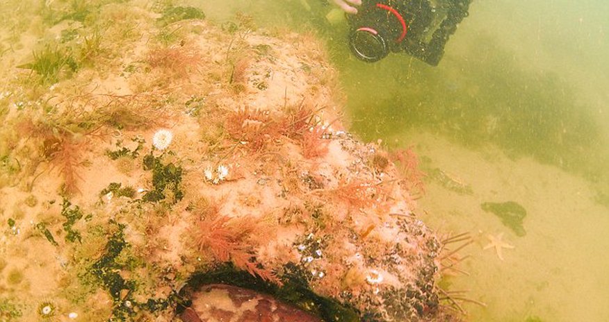 10,000-year-old FOREST hidden under the North Sea 10,000-year-old FOREST hidden under the North Sea