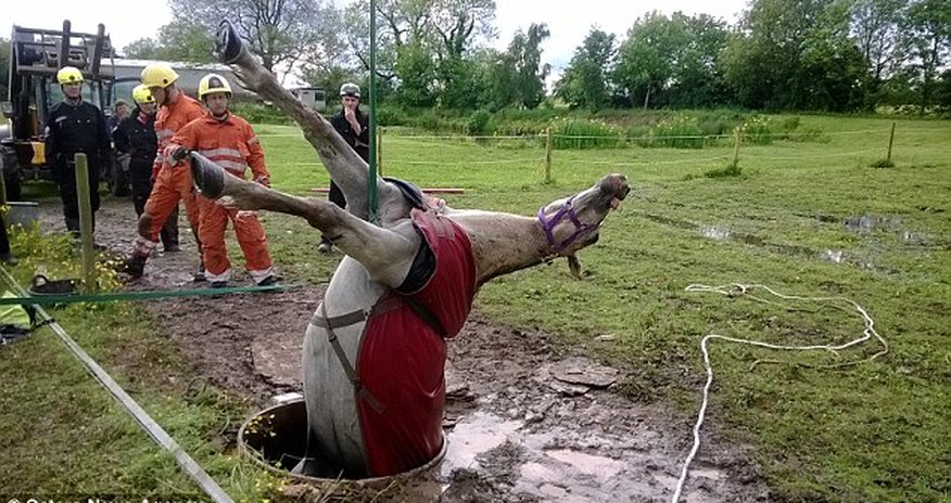 Horse is winched out of a well after getting trapped in metre wide hole Horse is winched out of a well after getting trapped in metre wide hole