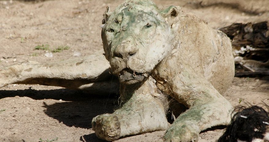 Dozens of animals starve at animal ‘attraction’ in Gaza Dozens of animals starve at animal ‘attraction’ in Gaza