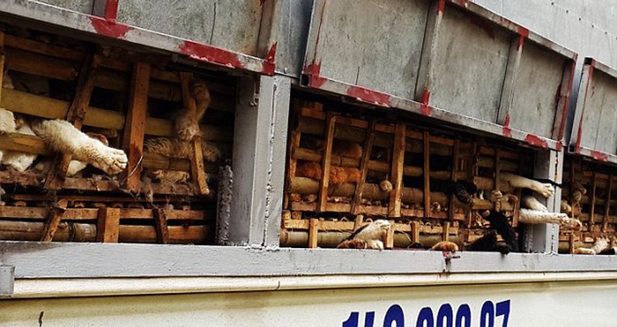 Thousands of kittens CRUSHED to death