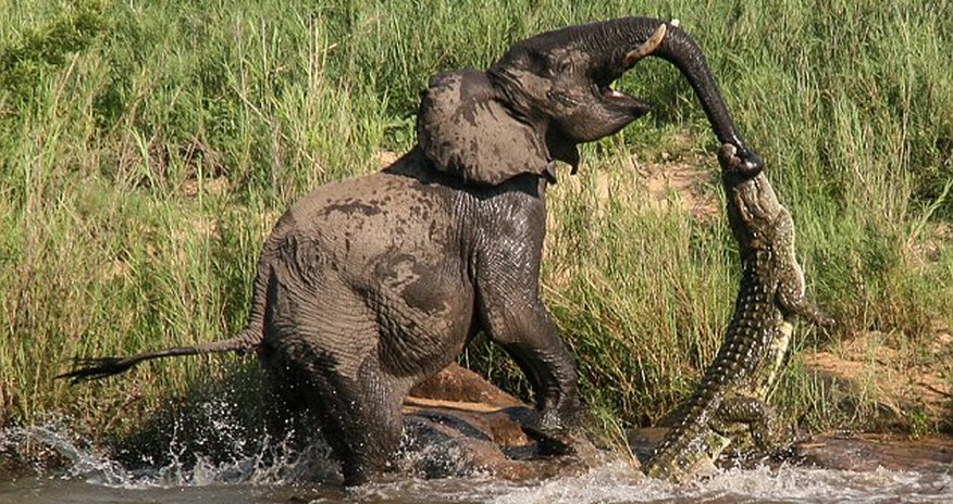 Crocodile snaps elephant's jaws around its trunk Crocodile snaps elephant's jaws around its trunk