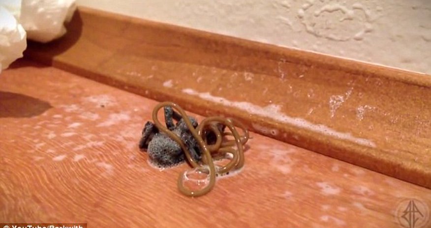 Parasitic worm erupts from a spider's body Parasitic worm erupts from a spider's body