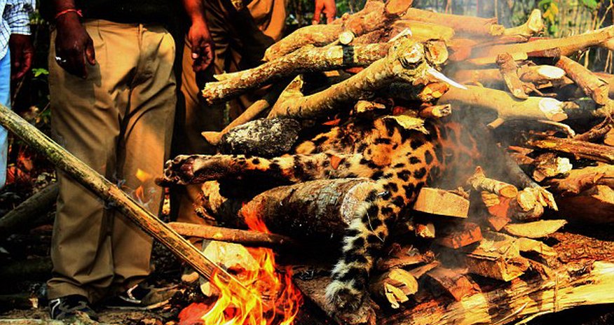 Indian officials burning the body of an endangered leopard Indian officials burning the body of an endangered leopard