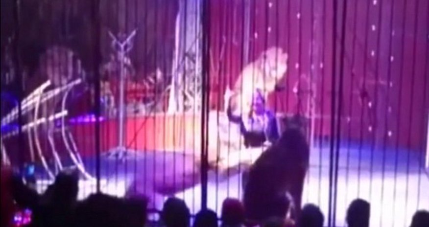 Female lion tamer is mauled by one of her animals Female lion tamer is mauled by one of her animals