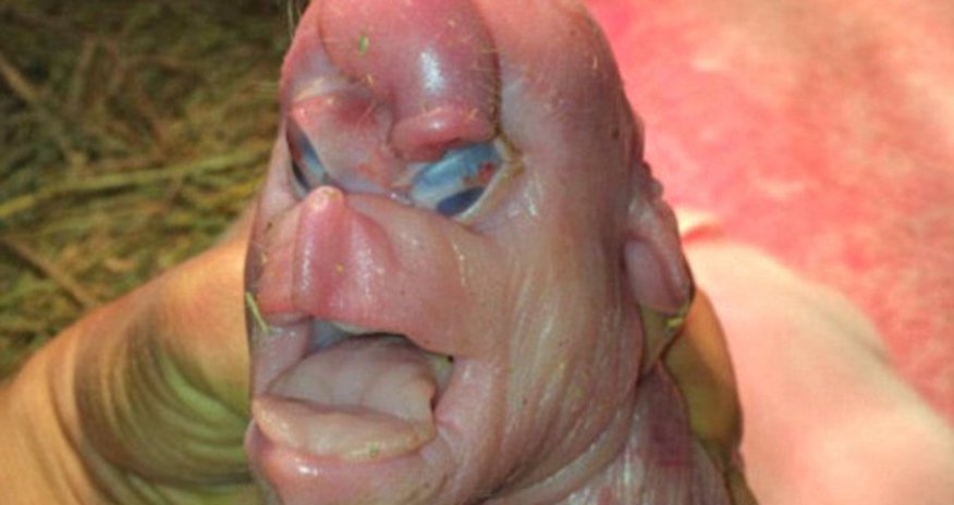 Piggy born with terrible deformities including ‘a face like a human's' Piggy born with terrible deformities including ‘a face like a human's'