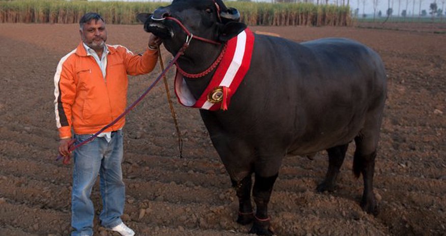 The bull whose semen is worth $3,000 The bull whose semen is worth $3,000